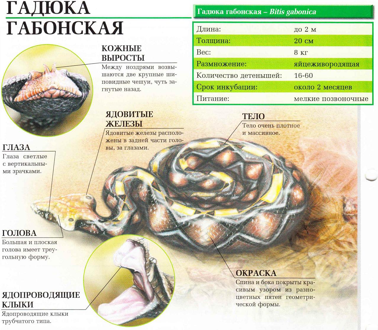 Описание габонской гадюки.