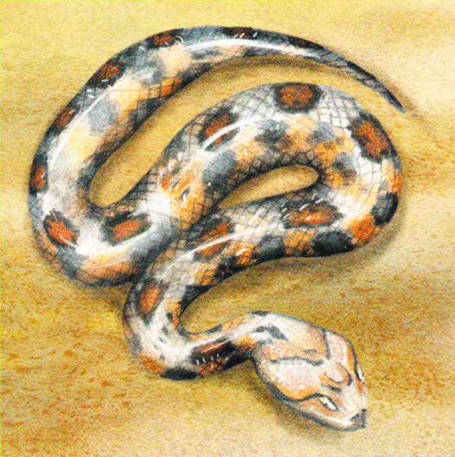 Африканская гадюка (Bitis schneideri).