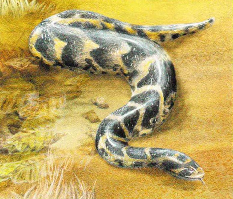 Шумящая гадюка (Bitis arietans).
