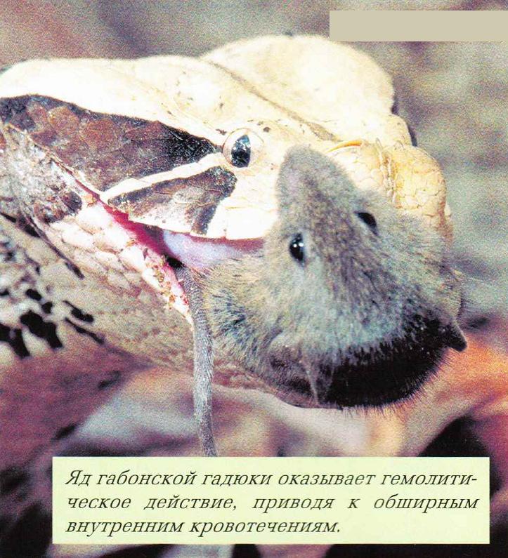 Яд габонской гадюки оказывает гемолитическое действие, приводя к обширным внутренним кровотечениям.