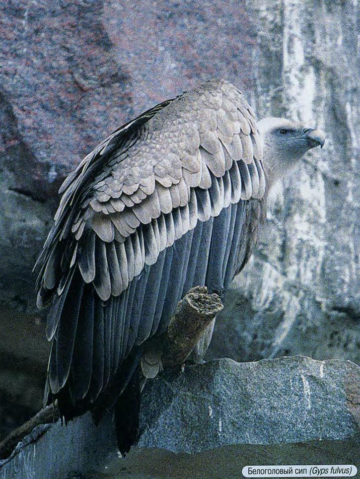 Белоголовый сип (Gyps fulvus).