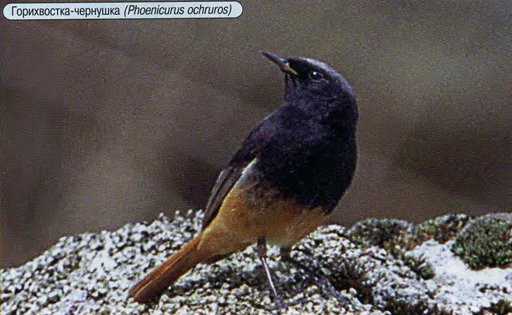 Горихвостка-чернушка (Phoenicurus ochruros).