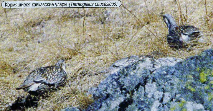Кормящиеся кавказские улары (Tetraogallus caucasicus).