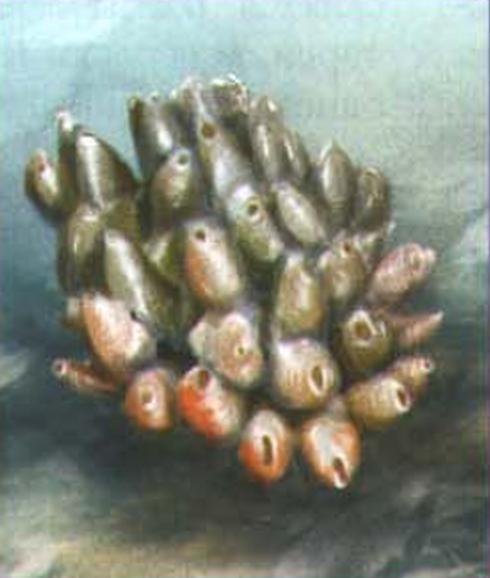 Leucettusa lancifer.