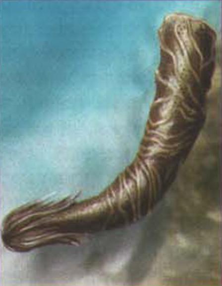 Корзинка Венеры.