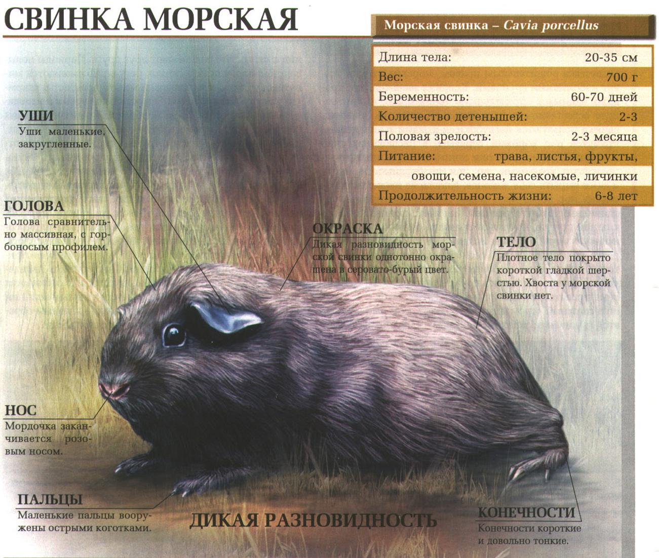 Морская свинка. Какие бывают морские свинки и почему они так называются?:::Морские свинки.