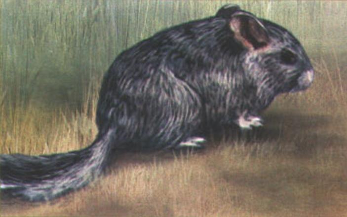 Шиншилла (Chinchilla laniger).