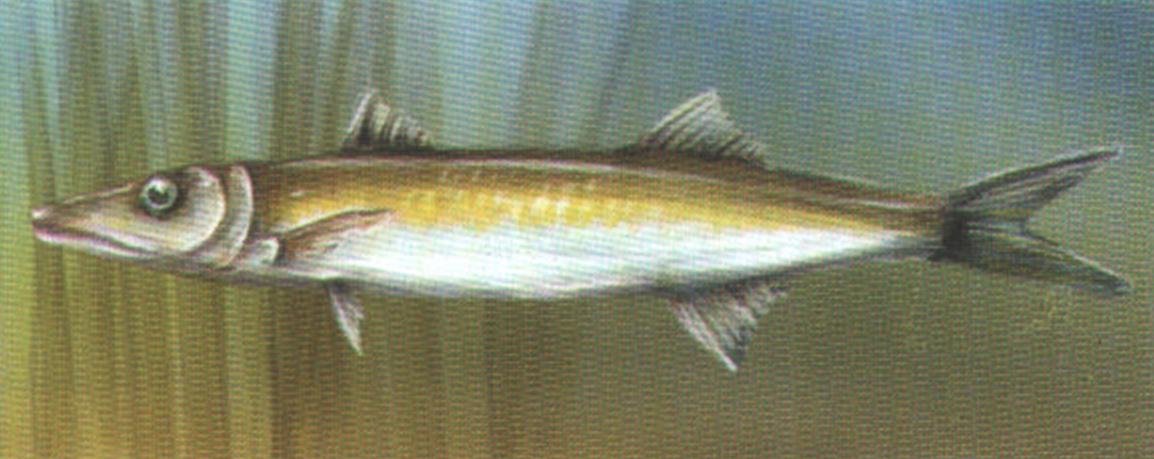 Красная барракуда (Sphyraena pinguis).