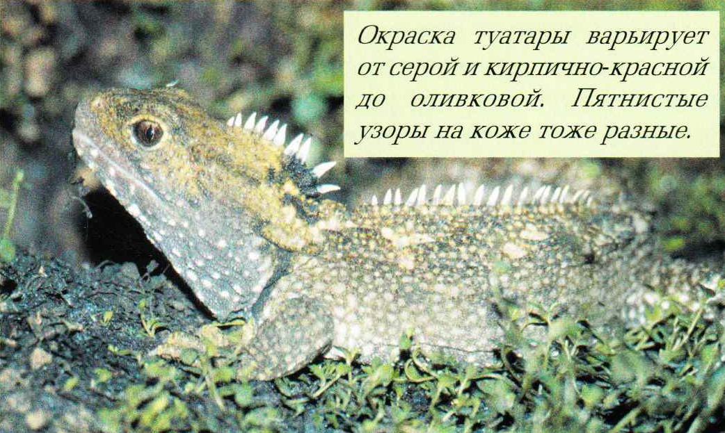 Окраска туатары варьирует от серой и кирпично-красной до оливковой. Пятнистые узоры на коже тоже разные.