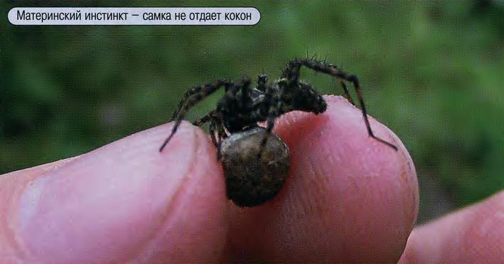 Материнский инстинкт - самка не отдает кокон.