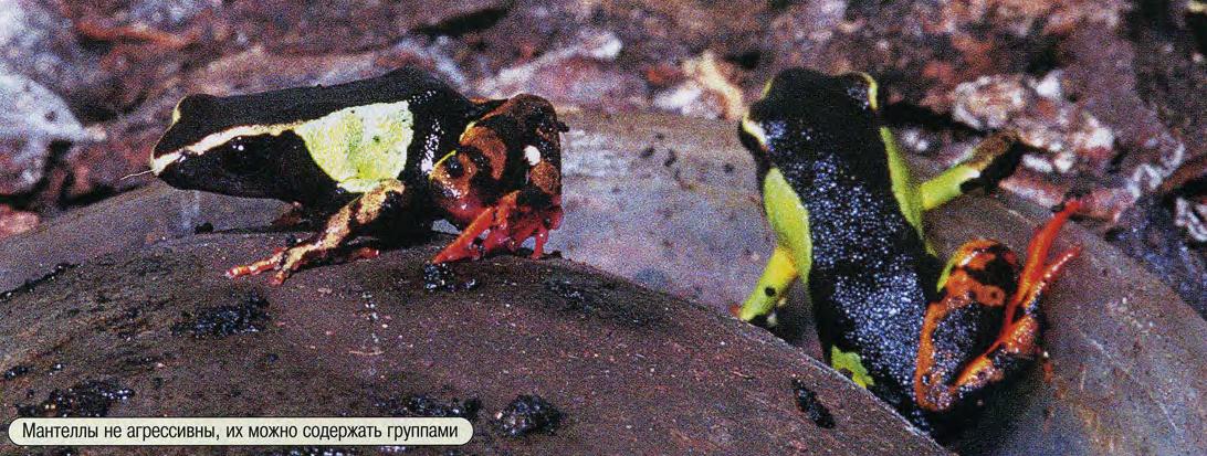 Мантеллы не агрессивны, их можно содержать группами.