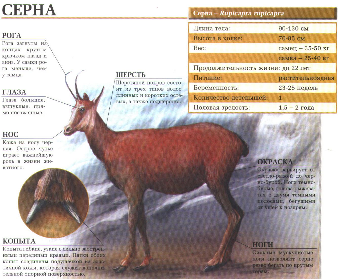 Серны - высокогорные козы Европы.:::Серна.