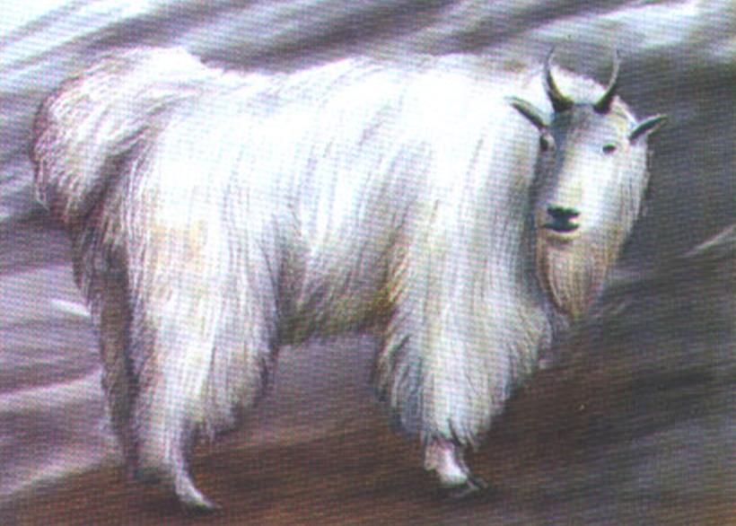 Снежная коза (Oreamnos americanus).
