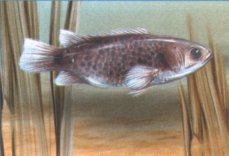 Рыба-ползун (Anabas testudineus).
