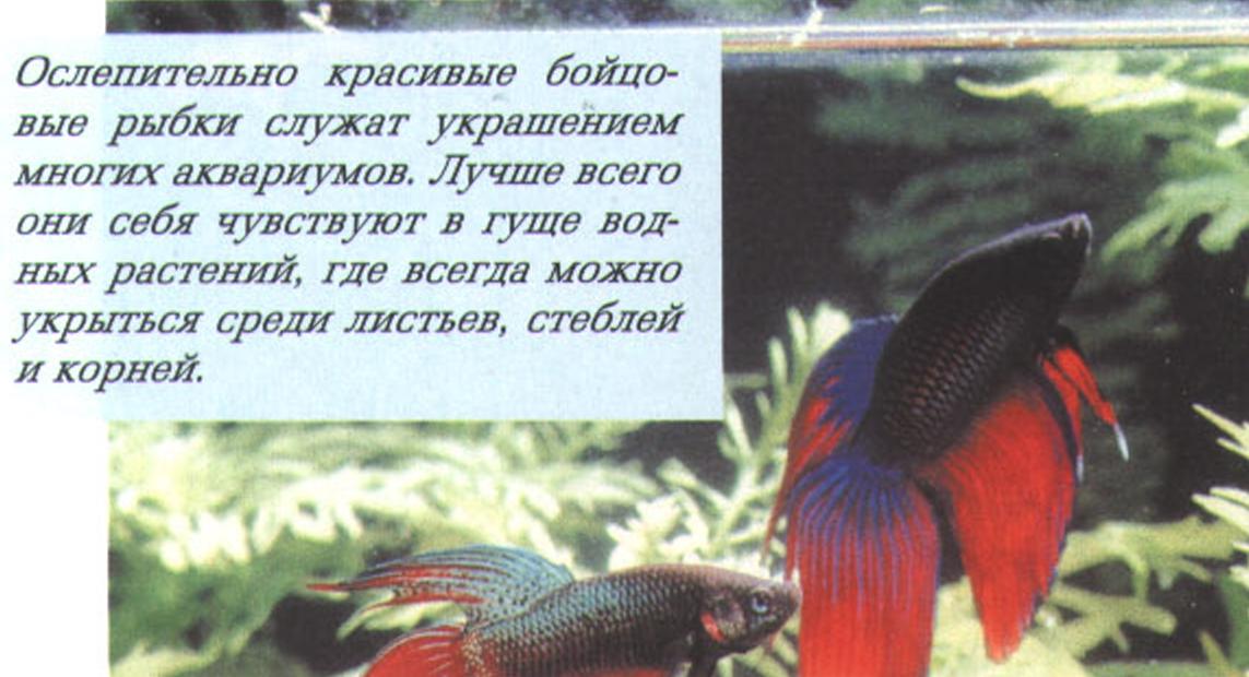 Ослепительно красивые бойцовые рыбки служат украшением многих аквариумов. Лучше всего они себя чувствуют в гуще водных растений, где всегда можно укрыться среди листьев, стеблей и корней.