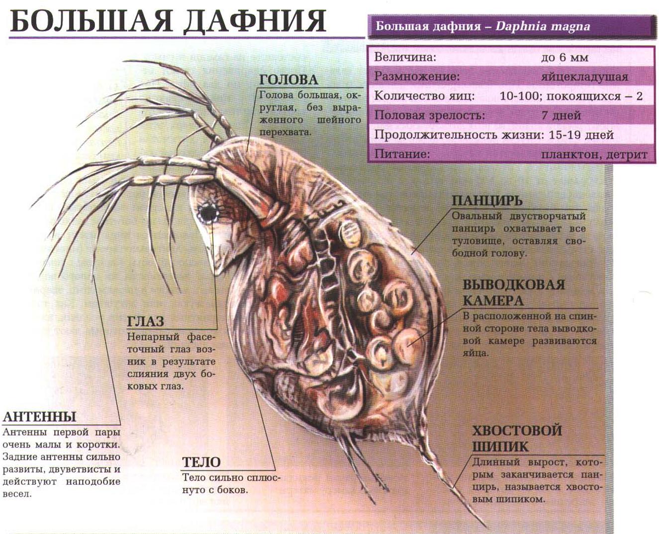 Описание большой дафнии.