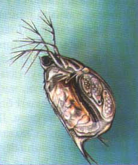 Скафолеберис (Scapholeberis).
