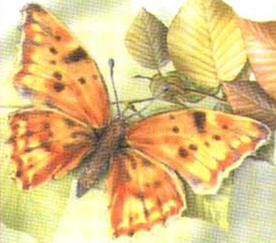 Углокрыльница С-белое.
