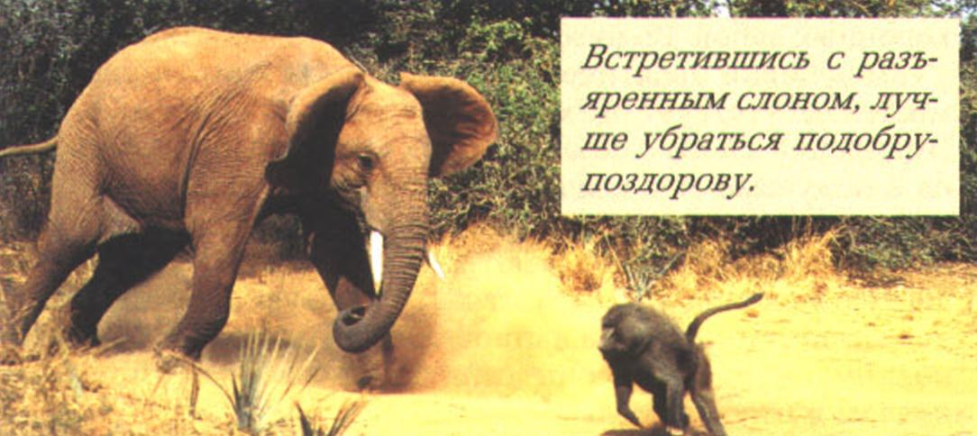 Встретившись с разъяренным слоном, лучше убраться подобру-поздорову.