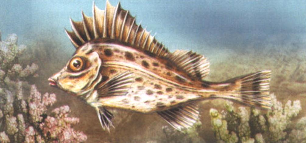 Перуанский свинорыл (Congiopodus peruvianus).

