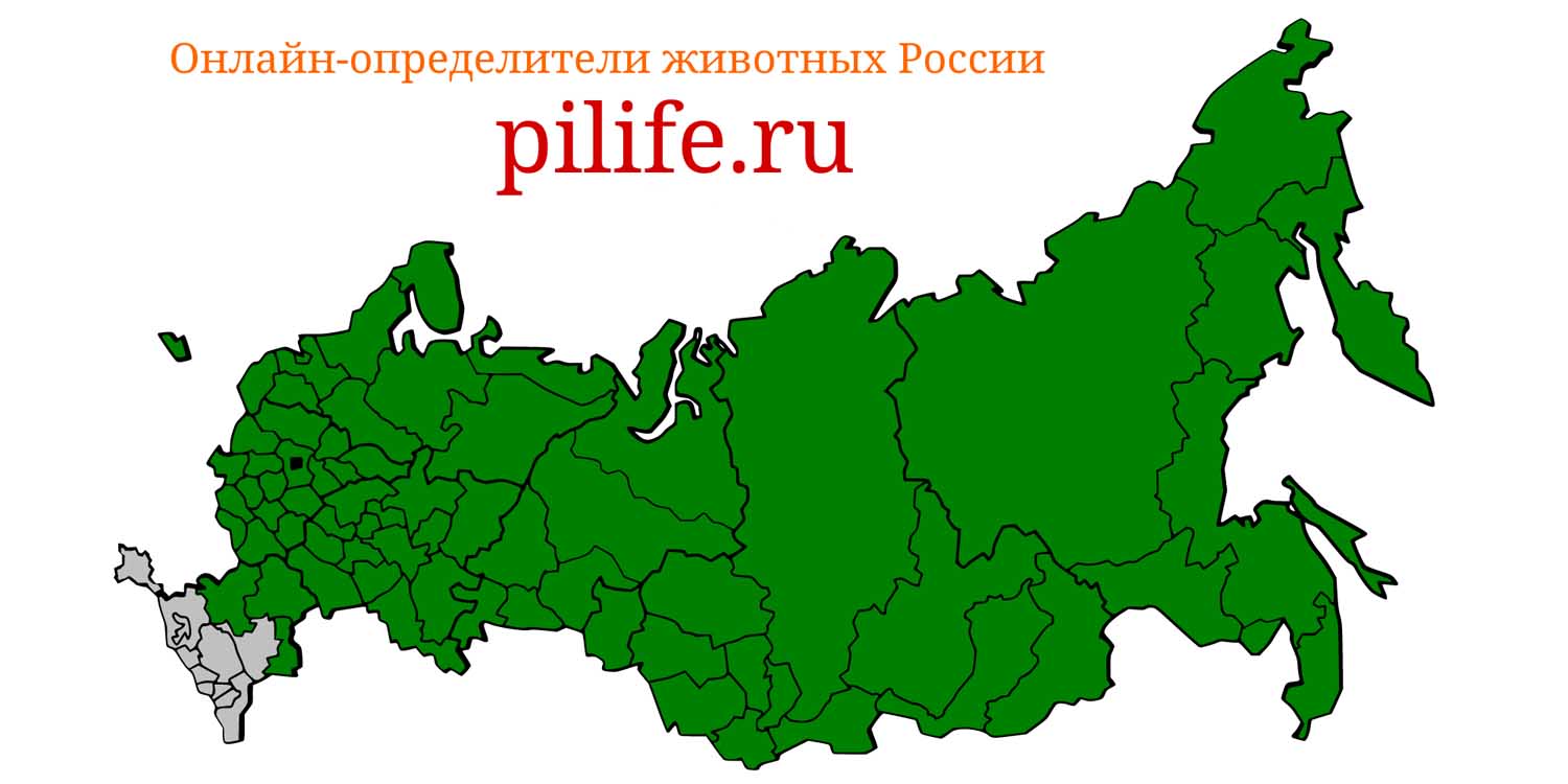 Ареал обитания Alces alces на карте России