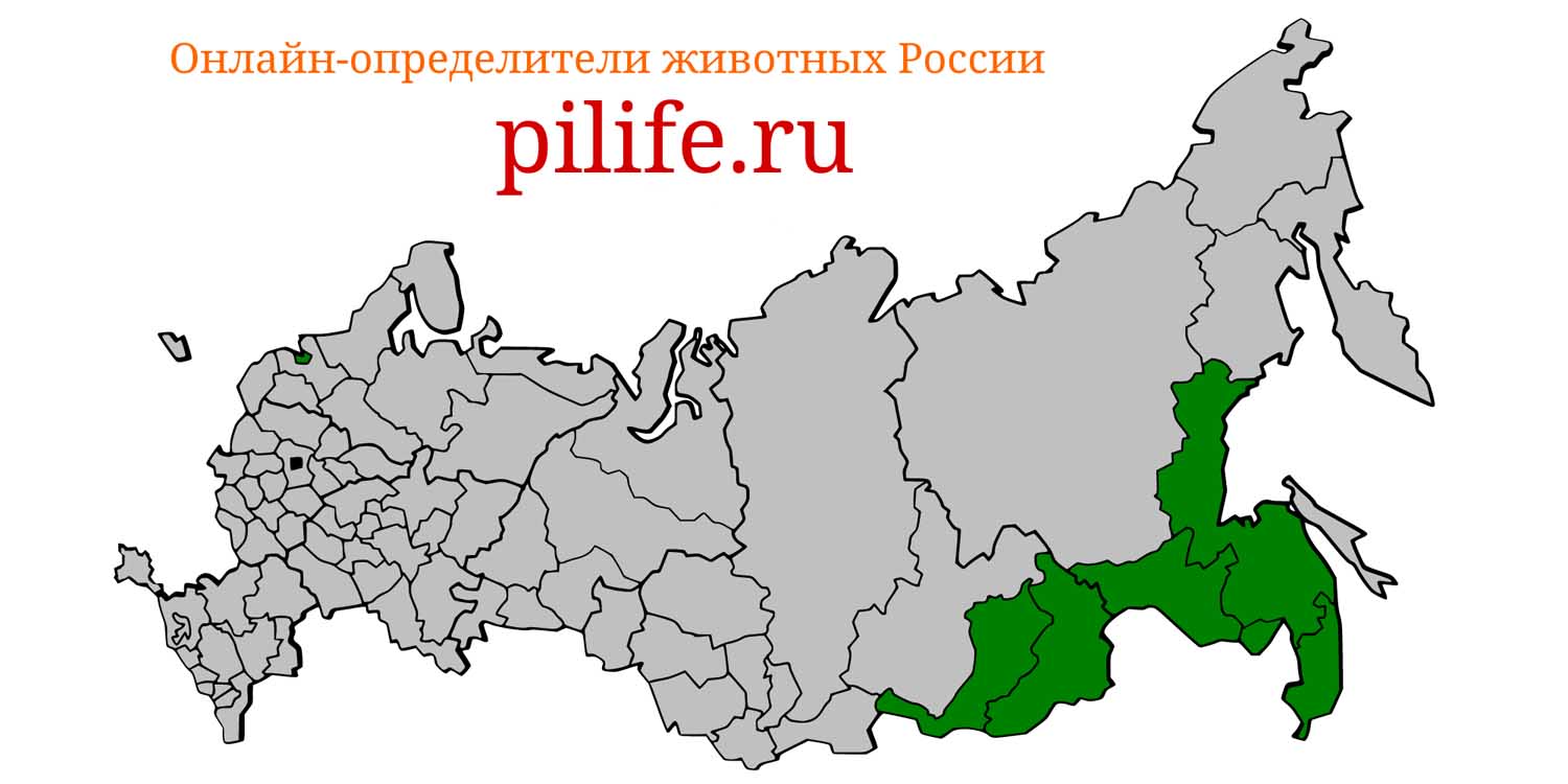 Ареал обитания Alexandromys fortis на карте России