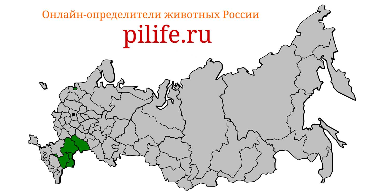 Ареал обитания Allactaga elater на карте России