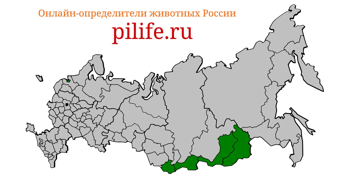 Ареал обитания Allactaga sibirica на карте России