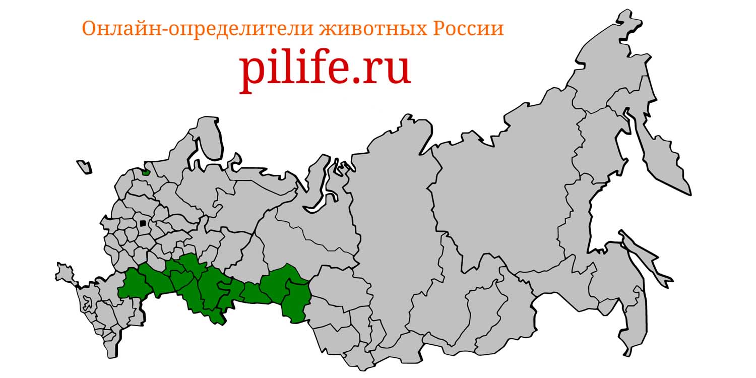 Ареал обитания Allocricetulus eversmanni на карте России