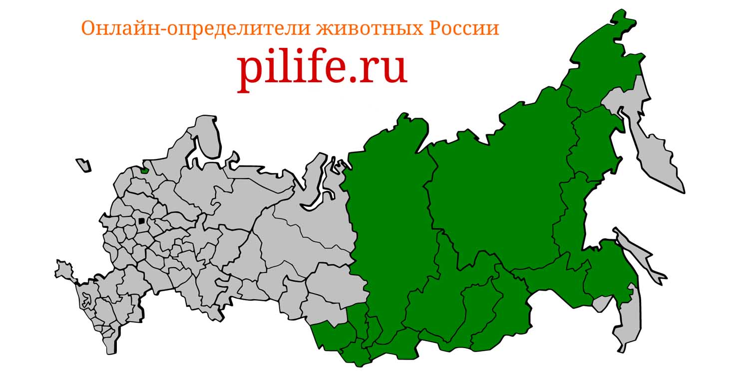 Ареал обитания Alticola macrotis на карте России