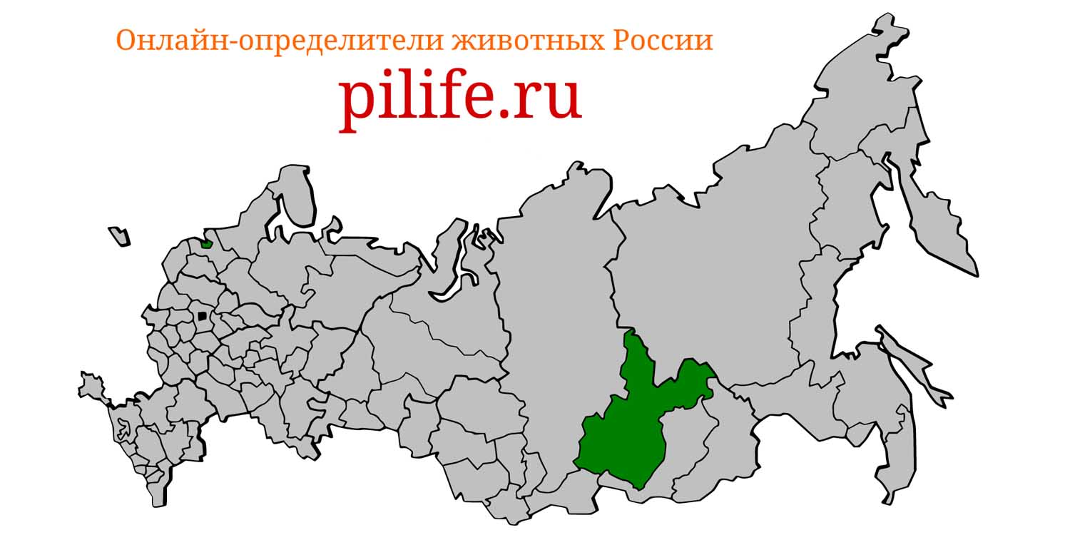 Ареал обитания Alticola olchonensis на карте России