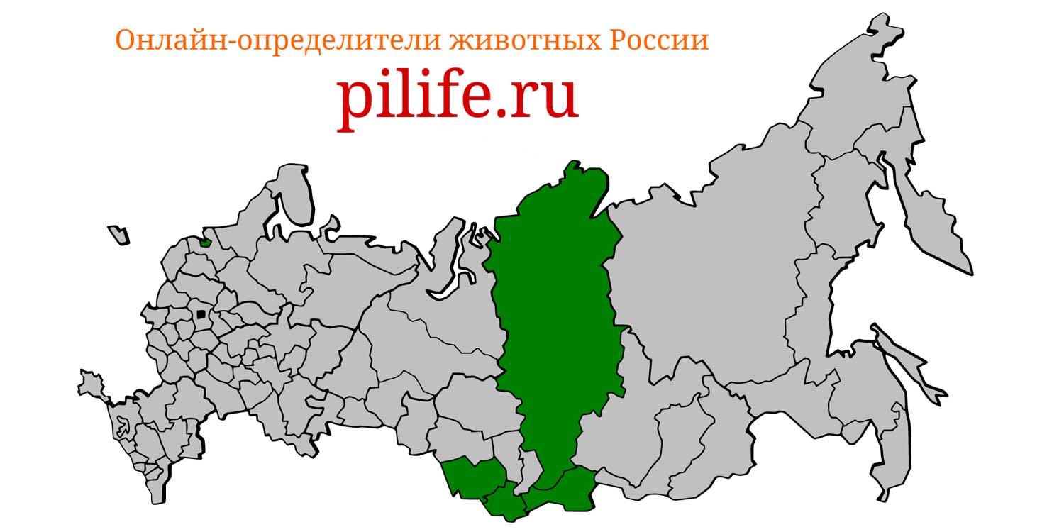 Ареал обитания Alticola strelzowi на карте России