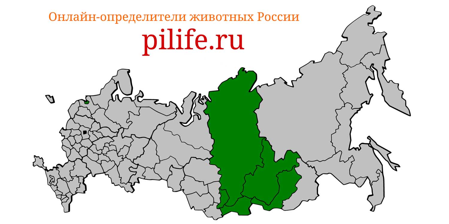 Ареал обитания Alticola tuvinicus на карте России