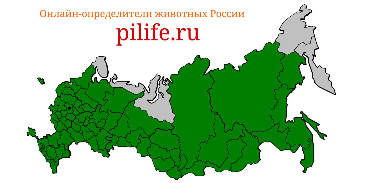 Ареал обитания Apodemus agrarius на карте России