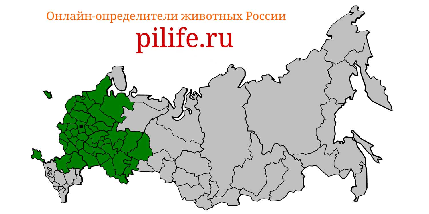 Ареал обитания Apodemus flavicollis на карте России