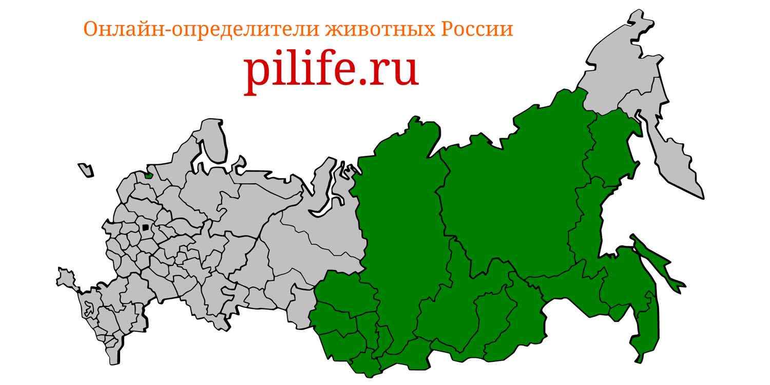 Ареал обитания Apodemus peninsulae на карте России