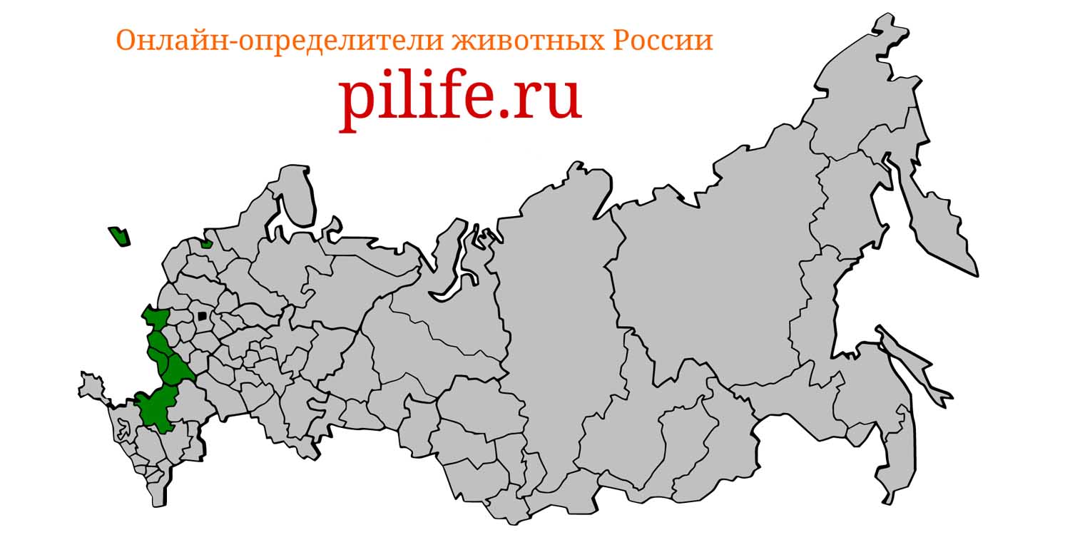 Ареал обитания Apodemus sylvaticus на карте России