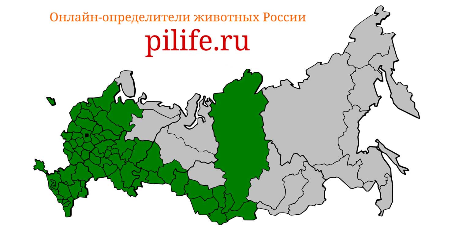 Ареал обитания Apodemus uralensis на карте России