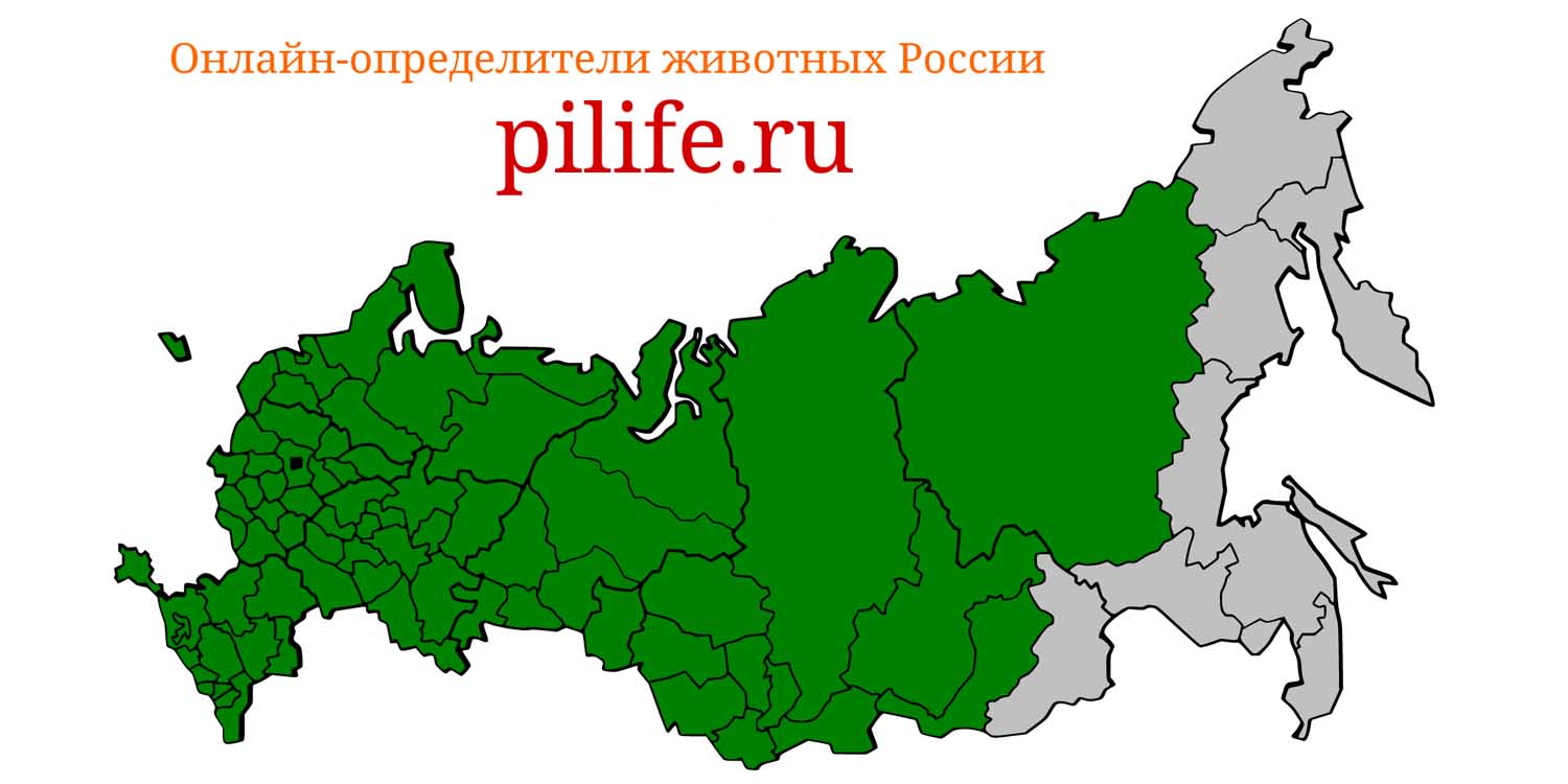 Ареал обитания Arvicola amphibius на карте России