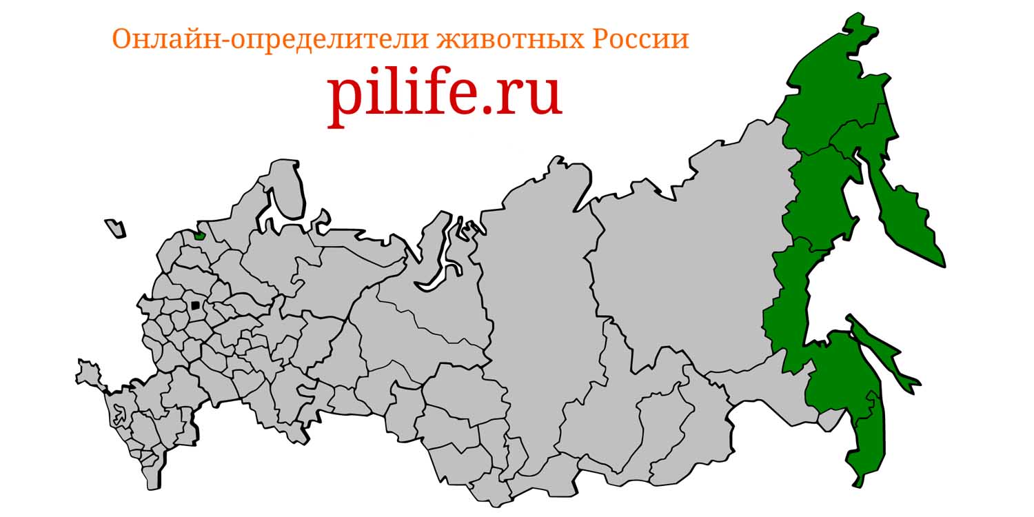 Ареал обитания Callorhinus ursinus на карте России