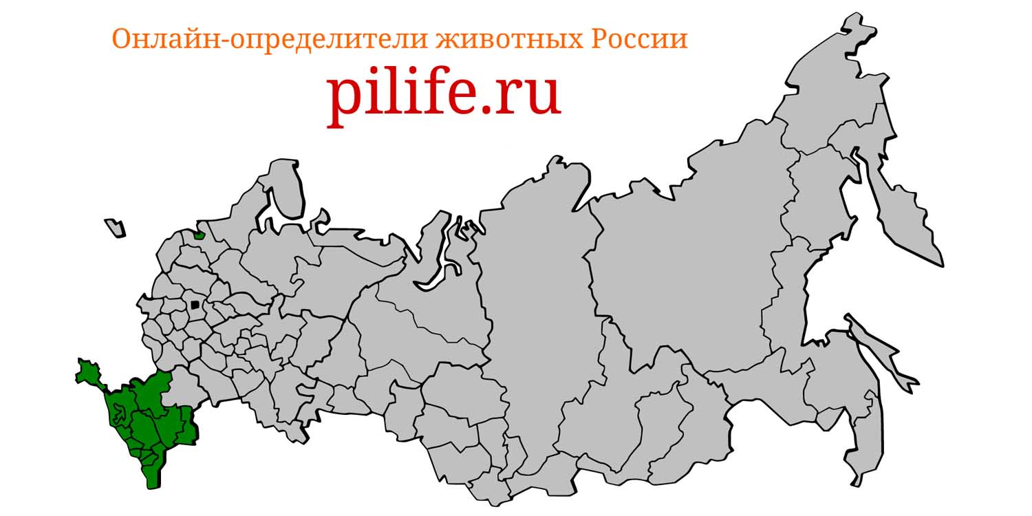 Ареал обитания Canis aureus на карте России