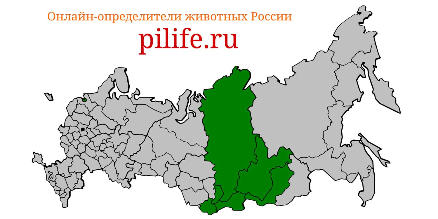 Ареал обитания Capra sibirica на карте России