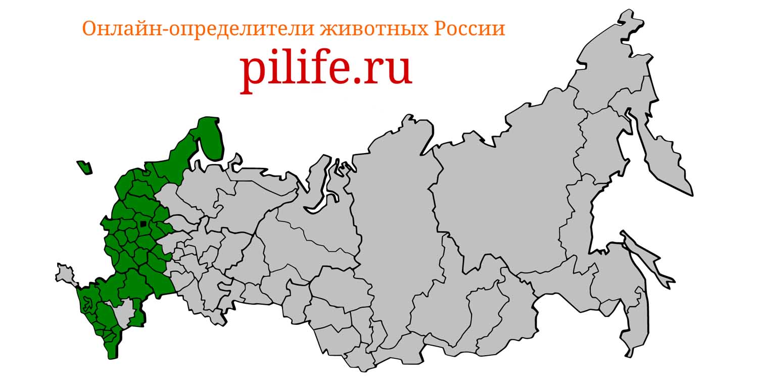 Ареал обитания Capreolus capreolus на карте России