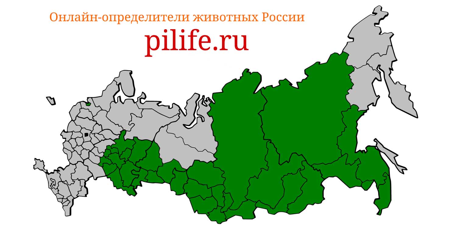 Ареал обитания Capreolus pygargus на карте России