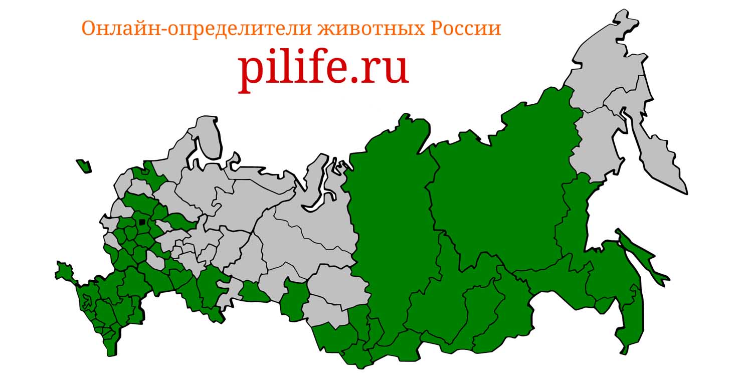 Ареал обитания Cervus elaphus на карте России