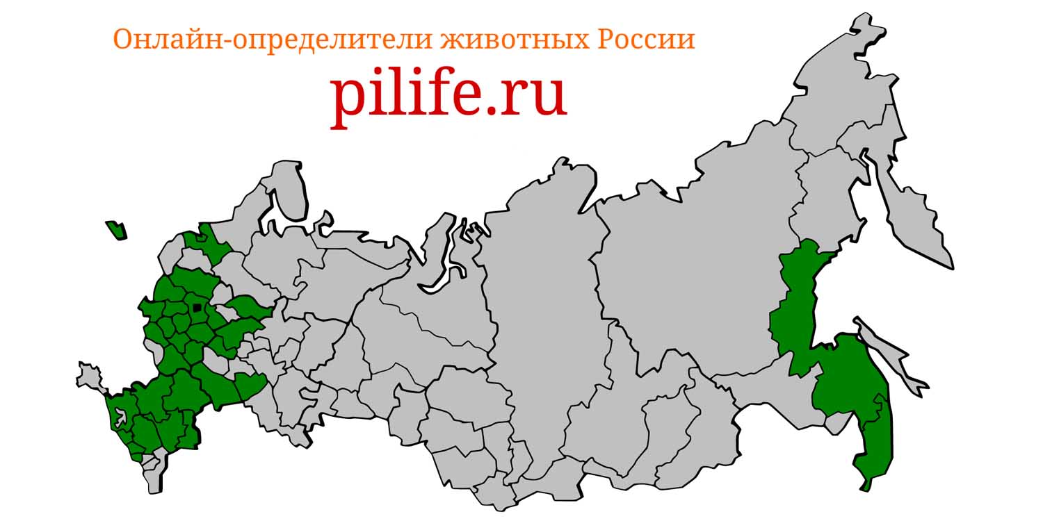 Ареал обитания Cervus nippon на карте России