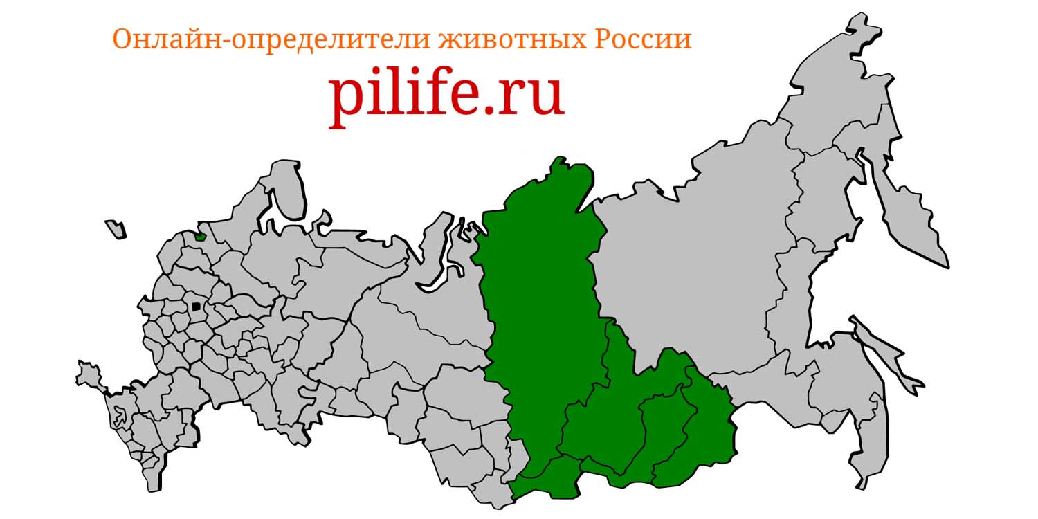 Ареал обитания Cricetulus longicaudatus на карте России