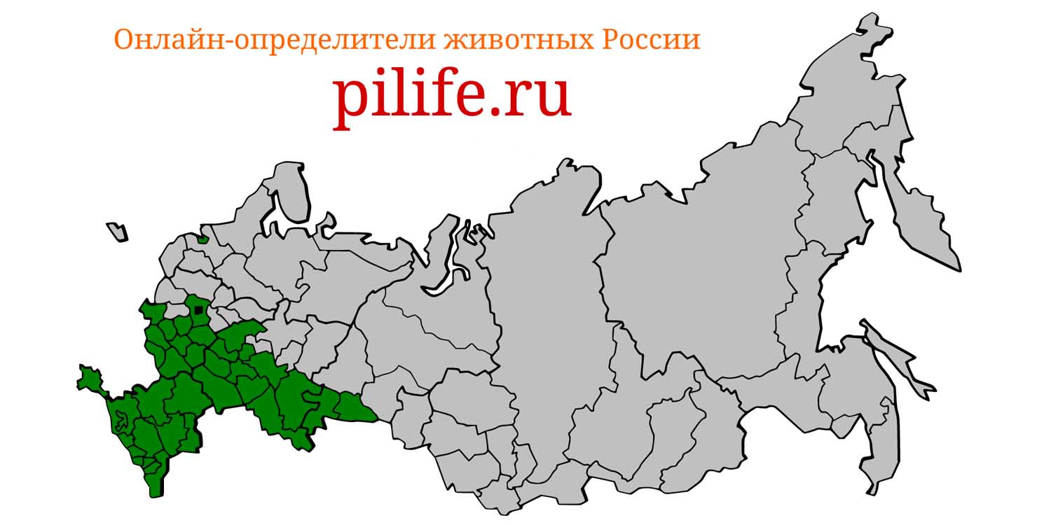 Ареал обитания Cricetulus migratorius на карте России