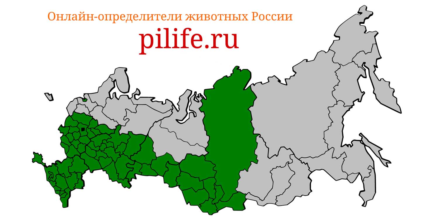 Ареал обитания Cricetus cricetus на карте России