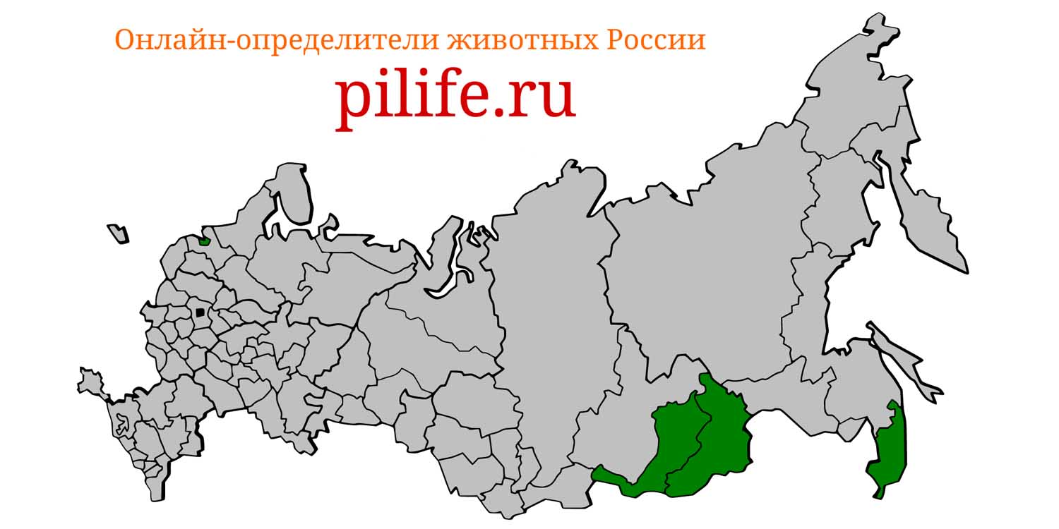Ареал обитания Crocidura shantungensis на карте России